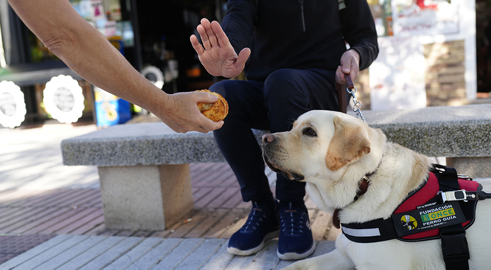 Una persona ofrece comida a un perro guía