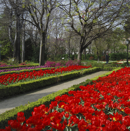 paisaje_de_tulipanes_del_jardin_botanico.jpg