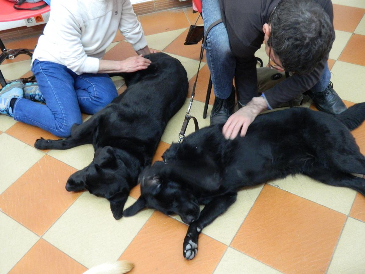Dos usuarios realizan un masaje a sus perros durante el taller