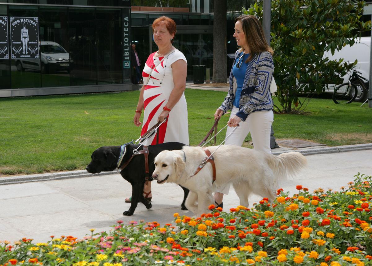 Dos usuarias de perro guía pasean por el Parque de El Retiro con sus perros