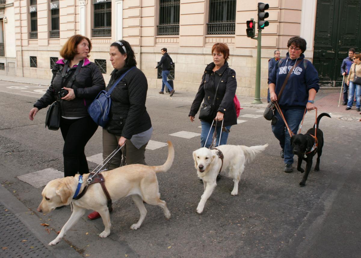 Usuarias de perro guía cruzan una calle durante el paseo 2017