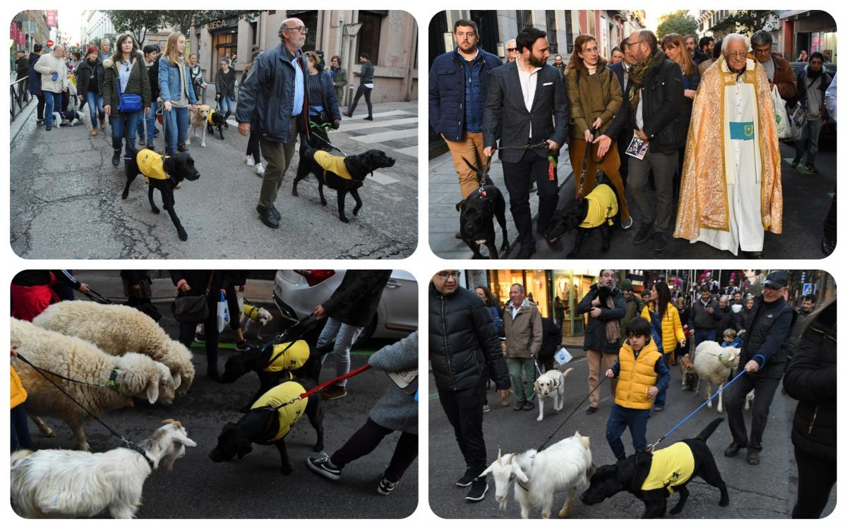 Collage con varios momentos del paseo con los perros guía