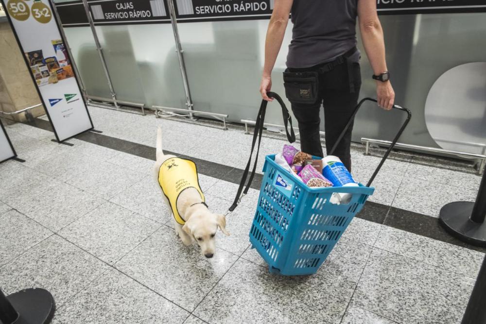 Participación de un cachorro en proceso de formación