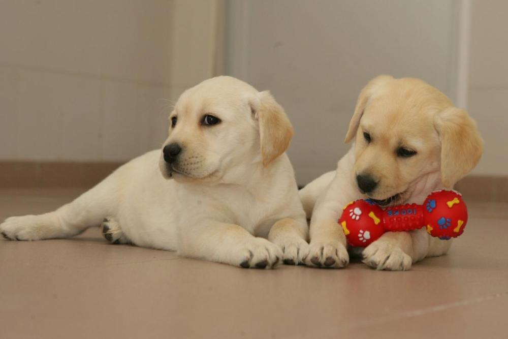 Cachorros de futuros perros guía