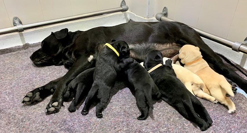 Camada de perros apadrinada por Metro Ligero