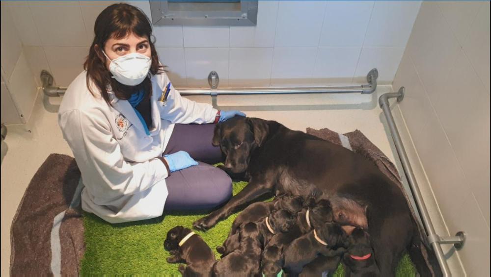 Camada de perros guía