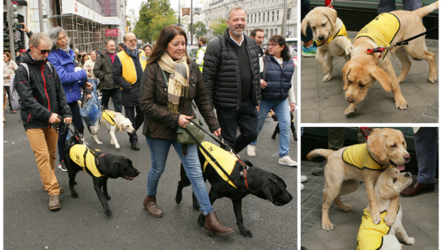 collage_paseo_perros_guia.jpg