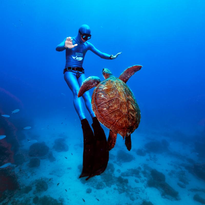 Fotografía de Bilevich en la que se ve un submarinista junto a una tortuga marina