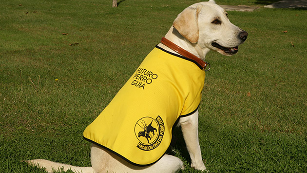 futuro_perro_guia_de_la_once.jpg