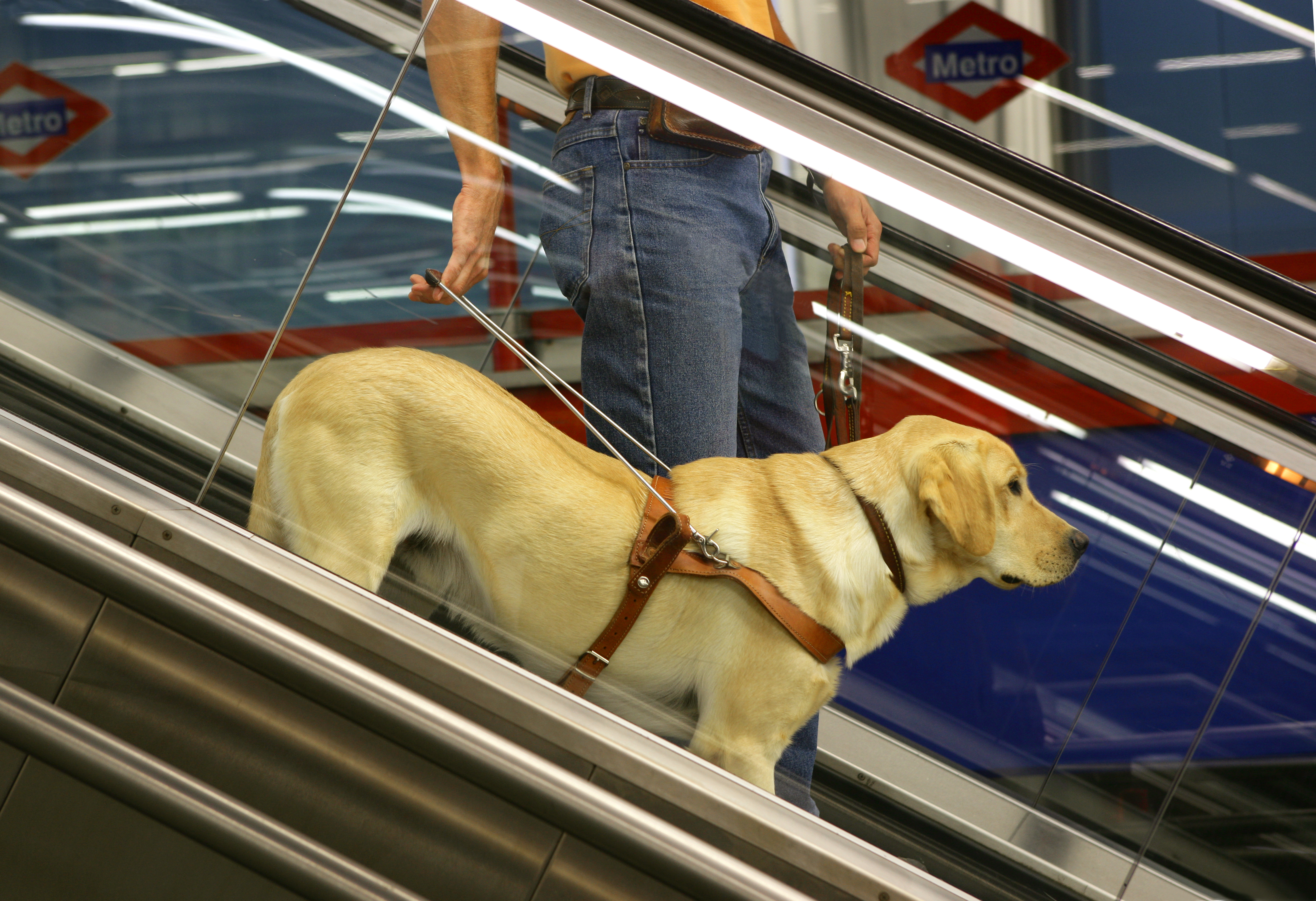 perro_guia_en_escaaleras_metro.jpg