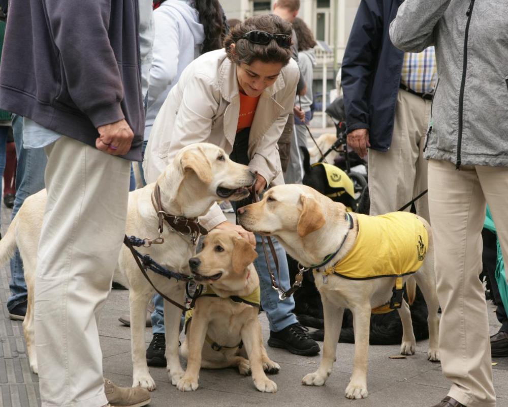 Varios perros guía en un momento del paseo hacia el Parque de El Retiro