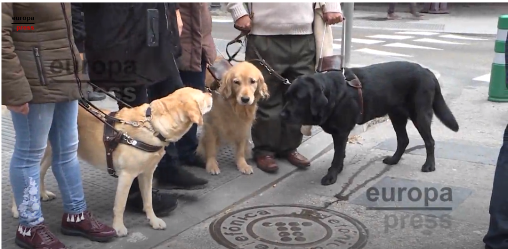 Reportaje de Europa Press del paseo de perros guía por Madrid