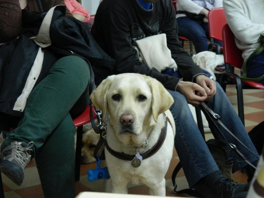 Una de las perras guía mira fijamente la comida de encima de la mesa