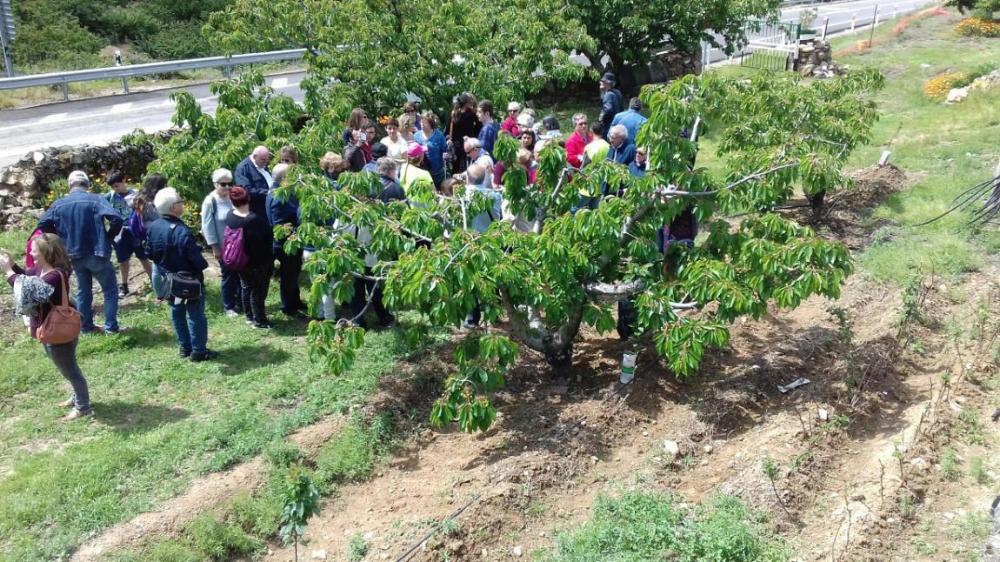 El grupo visita una finca con cerezos