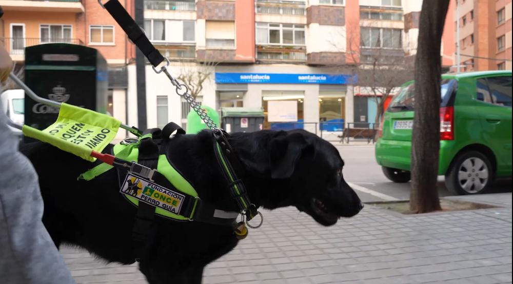 Primer plano de un perro guía