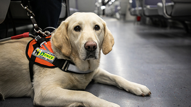 Un perro guía dentro de un tren de Cercanías