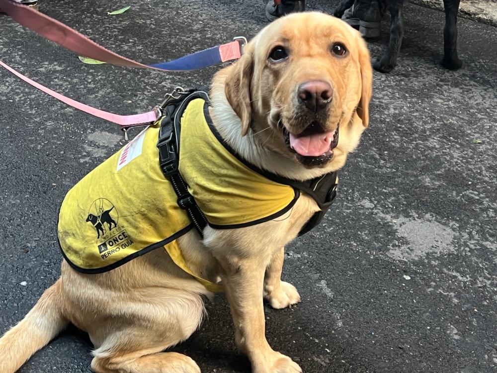 Futuro perro guía ne las vueltas de San Antón