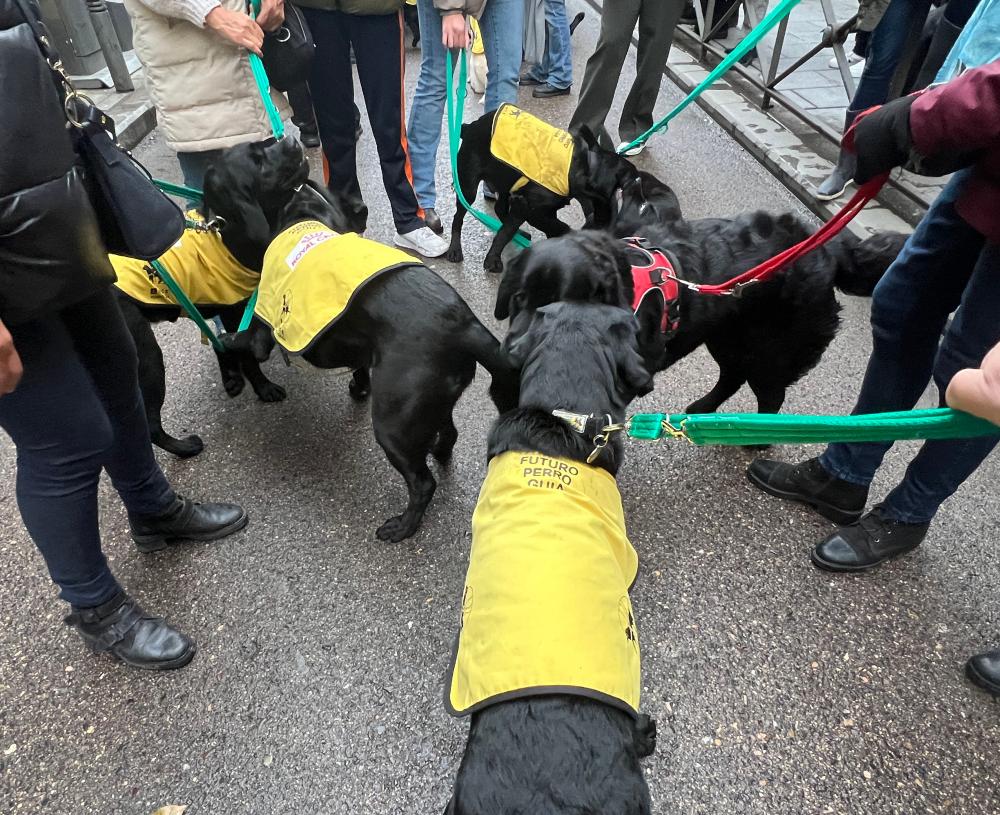 Varios perros durante las vueltas de San Antón