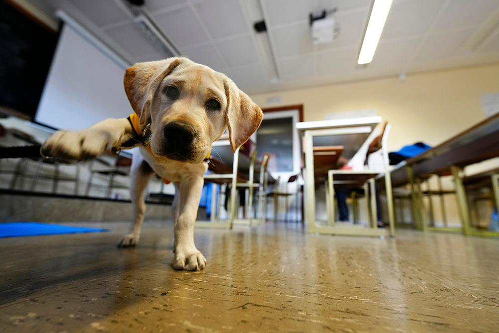 Cachorro de perro guía