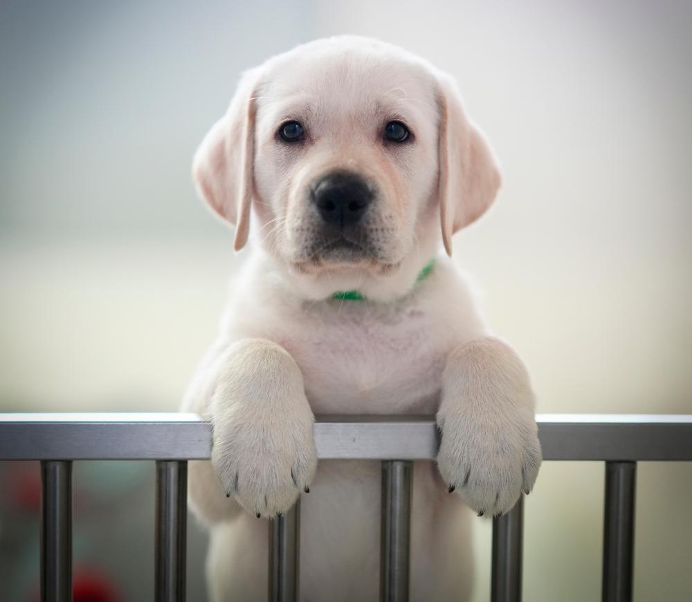 Cachorro de perro guía
