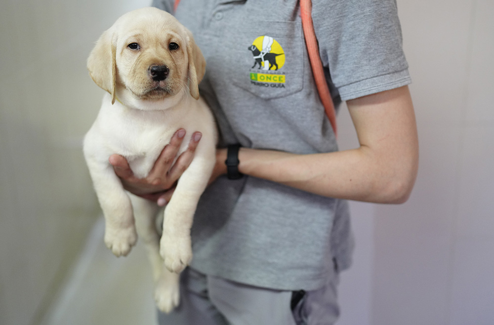 Un instructor sujeta a un cachorro de perro guía