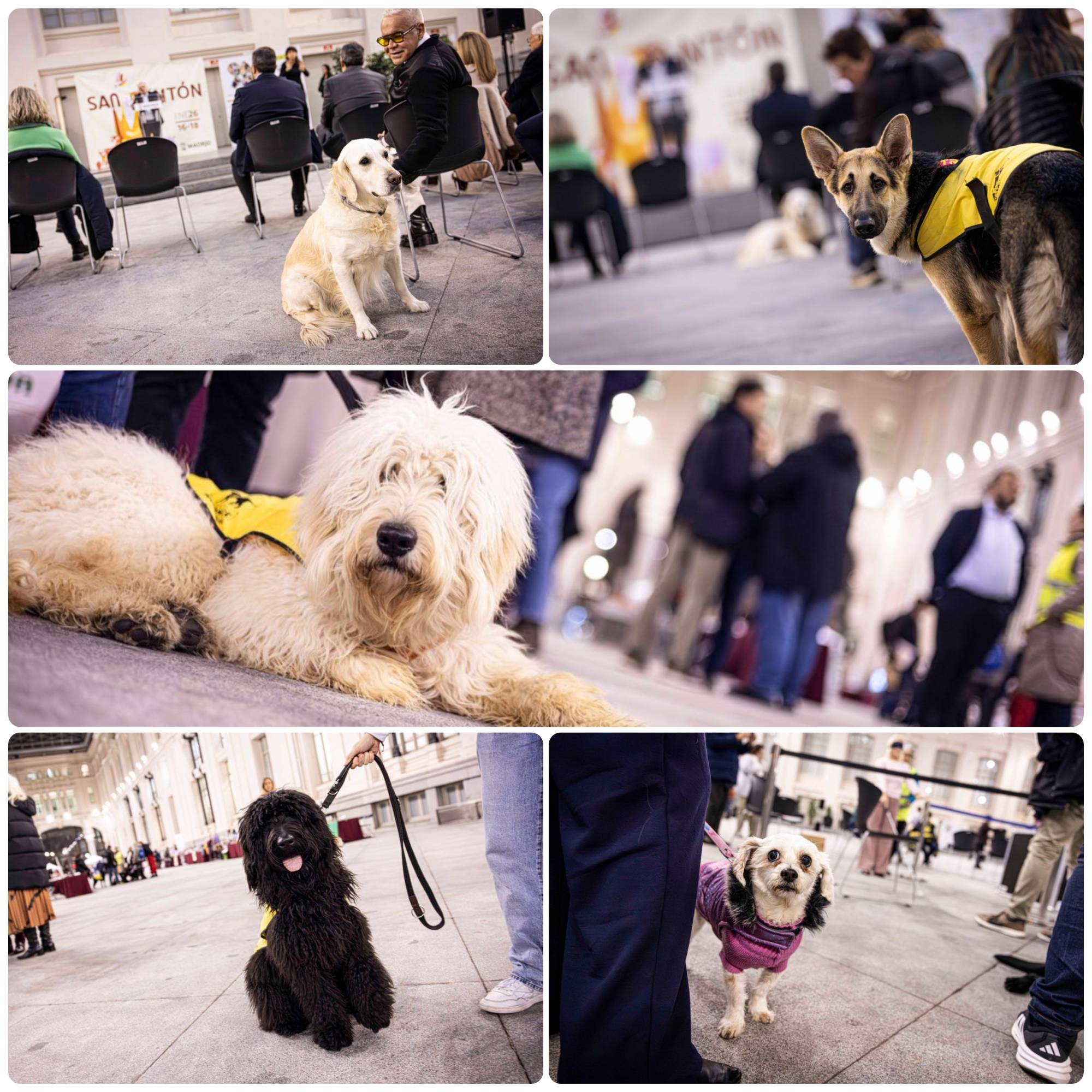 Varios de los animales presentes en el pregón