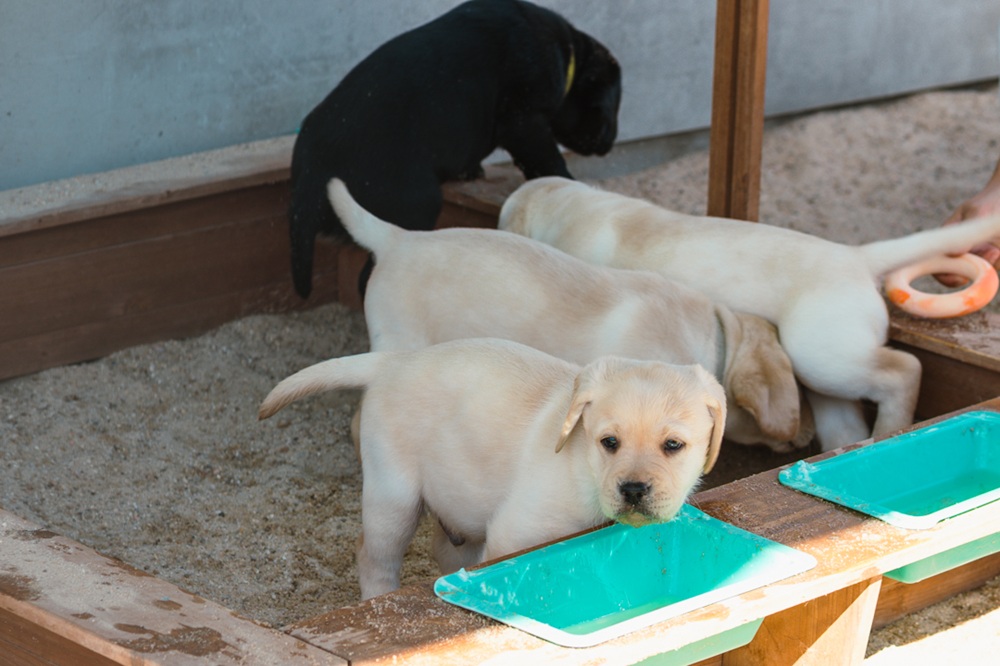 Zona de cachorros de la FOPG
